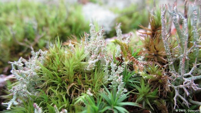 German lichen Cladonia (DW/B. Osterath)