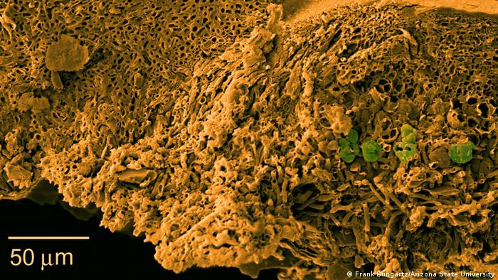 Electronic picture of a lichen (Frank Bungartz/Arizona State University)