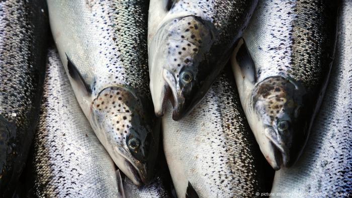 Una pila de salmones que han sido pescados.