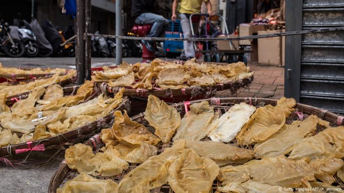 Peces de totoaba muertos y eviscerados.