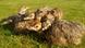 Baby ostriches at Mhou farm Rülzheim Baby ostriches at Mhou farm Rülzheim