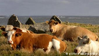 Αχανή ιρλανδικά βοσκοτόπια 
