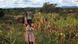 A young girl carries a can on her head as she walks through a corn field. A young girl carries a can on her head as she walks through a corn field.