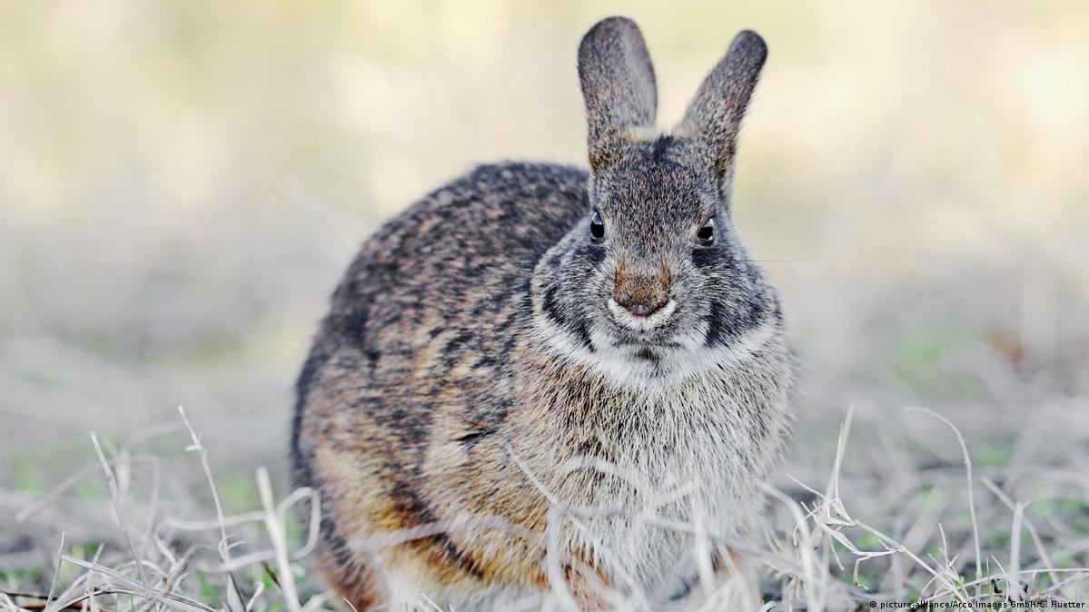 Agressive Canada geese, Branta canadensis, real geese, goose, geese,  goose's birds, Canada goose, Canada goose attacks greylag goose, Canada  geese, se Stock Photo - Alamy, image size:1199x674