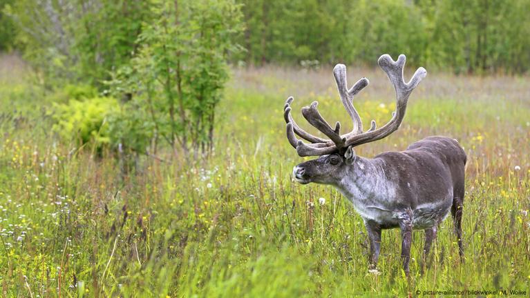 Scores of Norwegian reindeer mowed down – DW – 11/27/2017