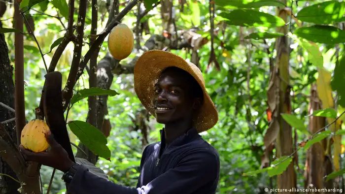 Ghana Kakao-Anbau