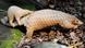 A baby Sunda pangolin and its mother are seen at the Singapore's Night Safari A baby Sunda pangolin and its mother are seen at the Singapore's Night Safari