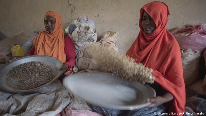 Women sort frankincense in Somaliland (picture-alliance/AP Photo/hotabe)