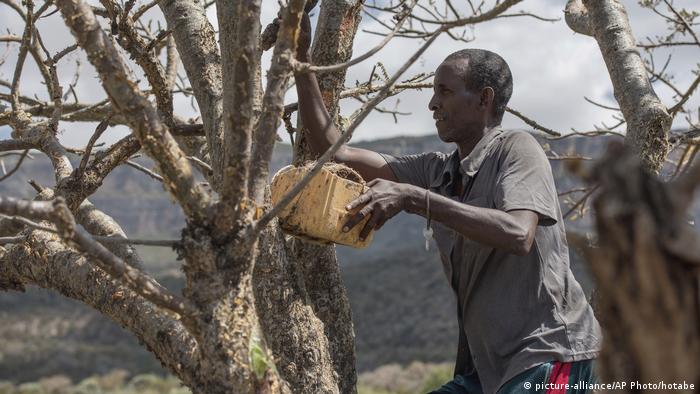 Frankincense harvesters in Somaliland (picture-alliance/AP Photo/hotabe)