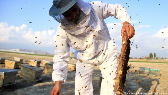 Afghansistan Bienenzucht und Honigproduktion (picture alliance/dpa/EPA/G. Habibi)