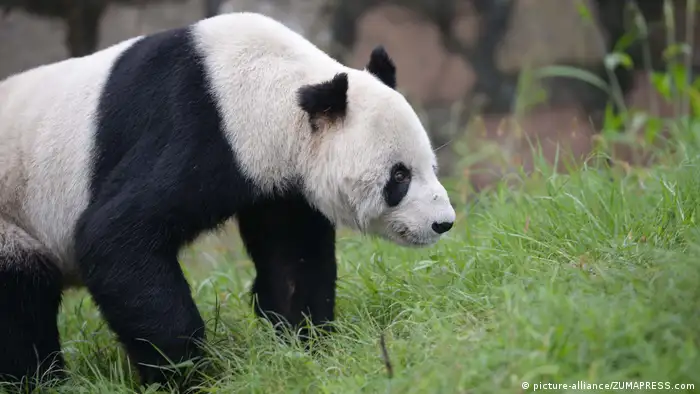 China Pan Pan Panda ist gestorben