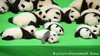 China Baby Panda im Chengdu Research Base