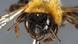 Wildbiene Andrena nigriceps Wildbiene Andrena nigriceps