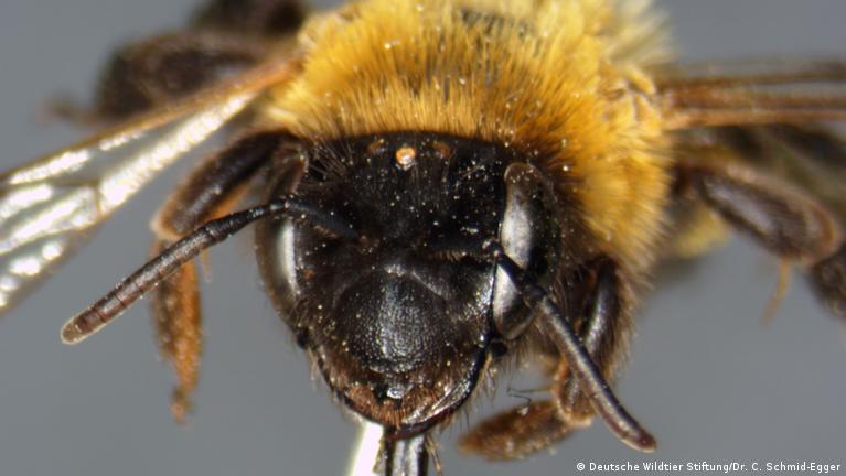Quedlinburger Bienen- Und Hummelmagnet Saatgut – Blumenmischung Für 200 M²
