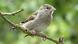 Haussperling, Haus-Sperling, Hausspatz, Haus-Spatz, Spatz, Passer domesticus, house sparrow Haussperling, Haus-Sperling, Hausspatz, Haus-Spatz, Spatz, Passer domesticus, house sparrow