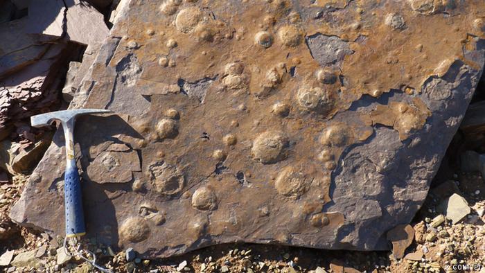 Geólogos encontraron en la provincia de Buenos Aires fósiles de biota, una forma de vida antecesora a la fauna actual, que data de hace 545 millones de años y sería el registro más antiguo descubierto en América del Sur. 04.01.2017
