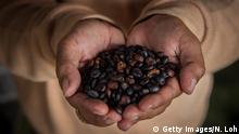 TAMPAKSIRING, BALI - MAY 27: A man holds up roasted Kopi Luwak coffee seeds inside a 'Kopi Luwak' or Civet coffee farm and cafe on May 27, 2013 in Tampaksiring, Bali, Indonesia. World Society for the Protection of Animals (WSPA) commissioned research showing the true cost of the world's most expensive coffee, thousands of civets are being poached from the wild, kept in inhumane, conditions, and farmed to meet the growing global demand for civet coffee. The BBC are broadcasting a documentary on the Civets as part of their Our World series this evening at 2300. (Photo by Nicky Loh/Getty Images for World Animal Protection)