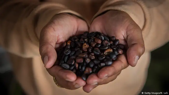 Indonesien Kaffee aus Exkrementen von Fleckenmusangs Alamid-Bohnen (Getty Images/N. Loh)