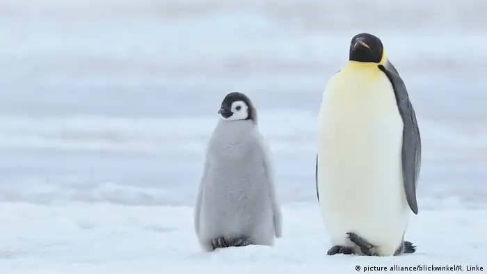 Emperor penguin. Photo credit: picture alliance/blickwinkel/R. Linke.