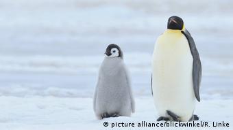 Emperor penguin (Aptenodytes forsteri) adult with chick in Antarctica