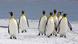 Pinguine - Königspinguin Pinguine - Königspinguin