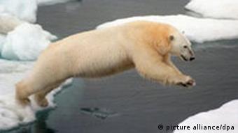 polar bear jumping from one ice floe to another