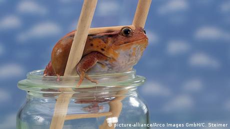 Tomatenfrosch auf Leiter - Dyscophus antongilii