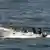 Pirates often use speedboats and automatic weapons to attack cargo ships