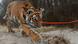BdT mit Deutschlanbezug - Tigermädchen Elsa BdT mit Deutschlanbezug - Tigermädchen Elsa