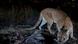A female mountain lion roams above the crowded Los Angeles basin A female mountain lion roams above the crowded Los Angeles basin