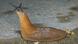 Nacktschnecken Braune Wegschnecke Nacktschnecken Braune Wegschnecke