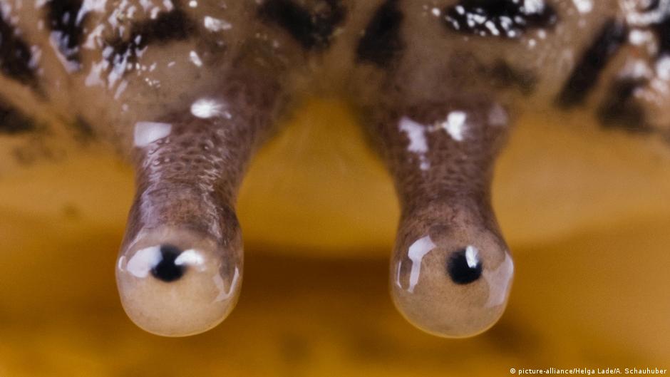 Why do most animals have two eyes? Tomorrow Today The Science