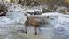 Fuchs in Donau eingefroren Fuchs in Donau eingefroren