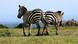 Zebras Zebras