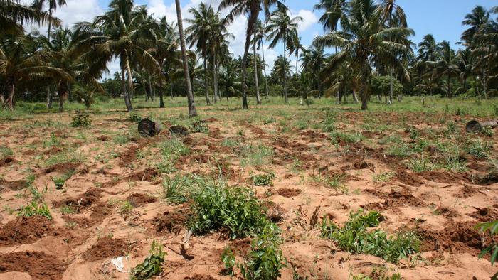 Mosambik Landwirtschaft