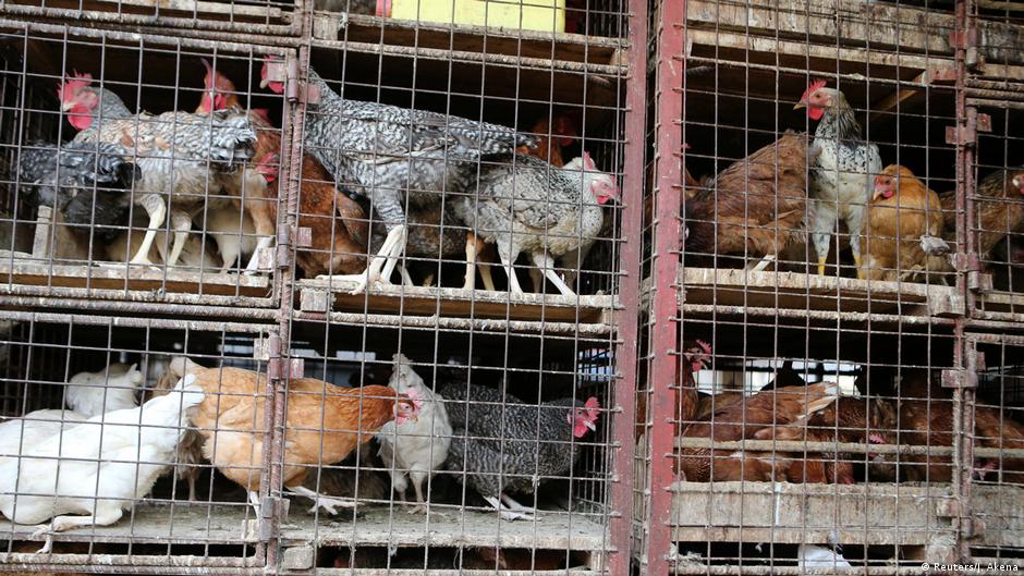 Namibia reopens borders for chicken imports DW 07/28/2017