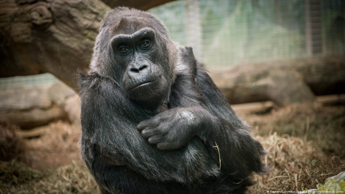 Colo, world's oldest zoo gorilla, dies at 60 – DW – 01/18/2017
