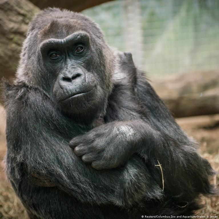 Colo, world's oldest zoo gorilla, dies at 60 – DW – 01/18/2017