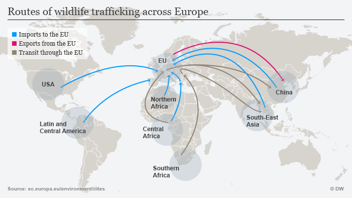 Europe, a silent hub of illegal wildlife trade | Environment | All ...