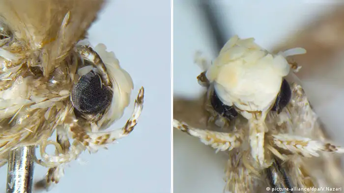 Two images side by side showing a close-up of a moth from the front and side. The moth has a mop of fur which resembles hair on its head.