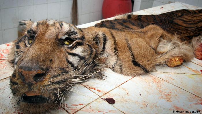 Tiger Sumatra Zoo Surabaya (Getty Images/AFP)