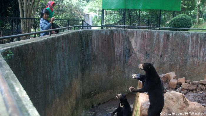 Zoo Bär Indonesien (Getty Images/AFP/T.Matahari)