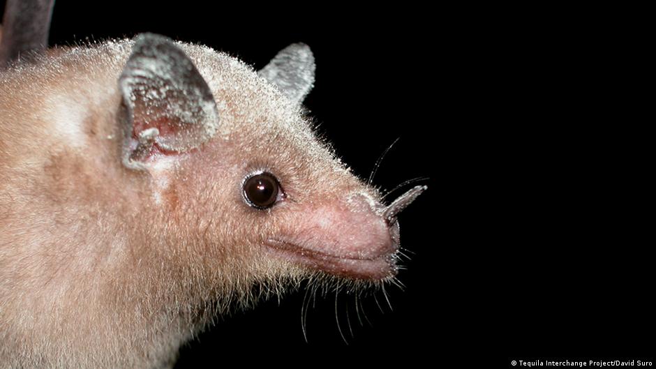 Tequila makes Mexican bats happy DW 01/31/2017