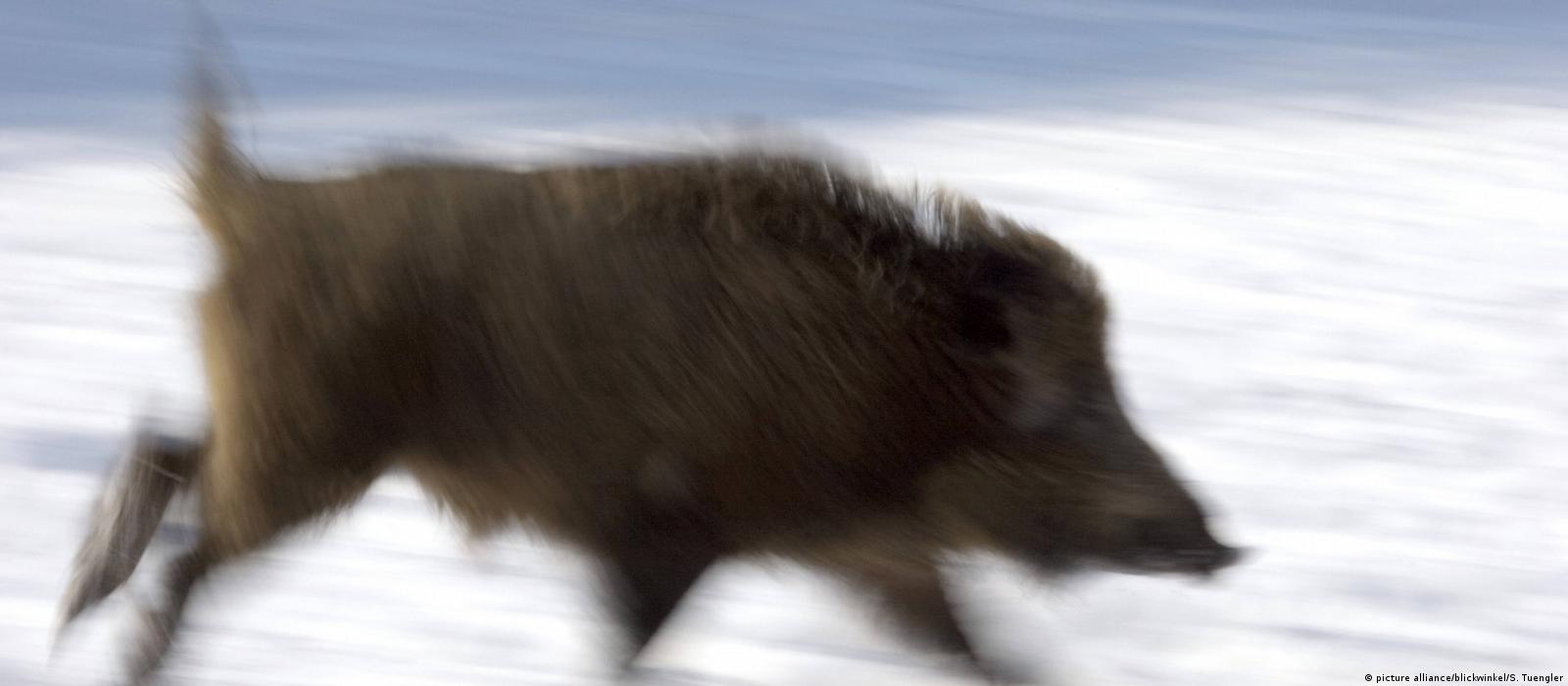 German wild boars go on the rampage – DW – 01/29/2017