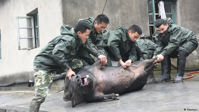 Chinesisches Neujahrsfest 2017 Schwein zum Schlachten in Hangzhou (Reuters)