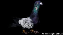 23.12.2016 A pigeon, known as Siyah Kinifirli, with an approximate market value of 1000 Turkish Lira ($263), bred by 23-year-old Ismail Ozbek, is pictured in Sanliurfa, Turkey, December 23, 2016. REUTERS/Umit Bektas SEARCH PIGEONS AUCTION FOR THIS STORY. SEARCH WIDER IMAGE FOR ALL STORIES. TPX IMAGES OF THE DAY