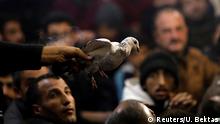 तुर्की का कबूतर बाजार 