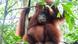 Indonesien Sumatra Orang-Utan Indonesien Sumatra Orang-Utan