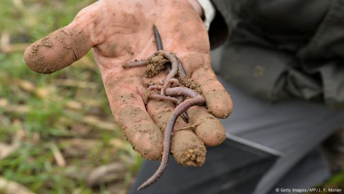 Frankreich - Regenwurm (Getty Images/AFP/J. F. Monier)