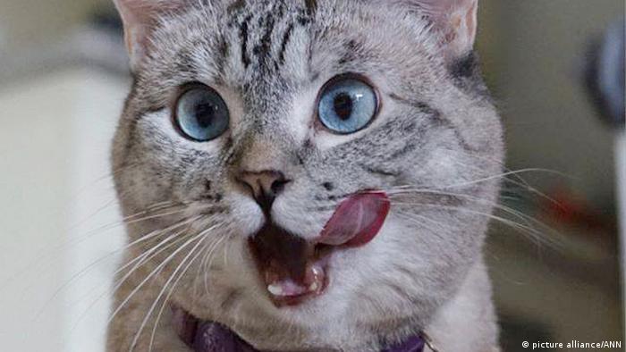 A cat with its tongue out